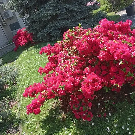 Residenza Il Rododendro Apartament